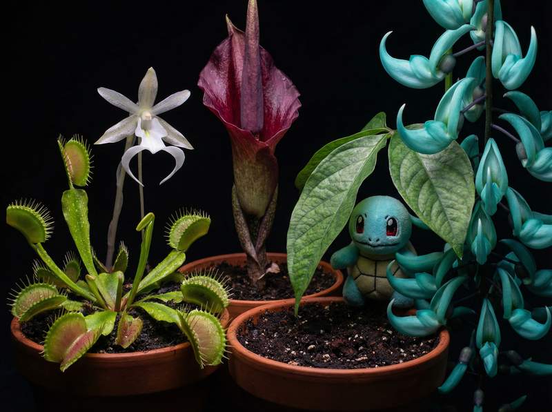抖音风植物视频-抖音风植物视频：全球稀有植物视频大赏